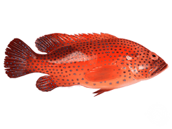 Red Grouper